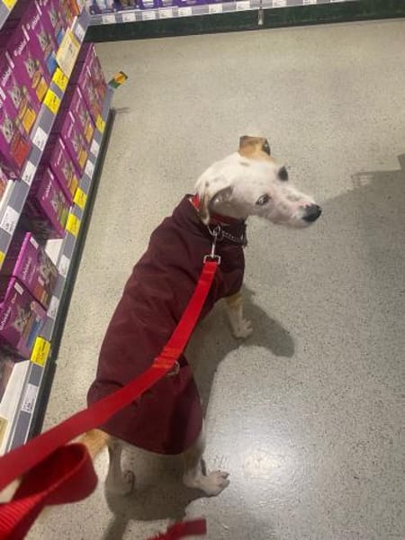 Lilo - Lebensfreude auf vier Pfoten