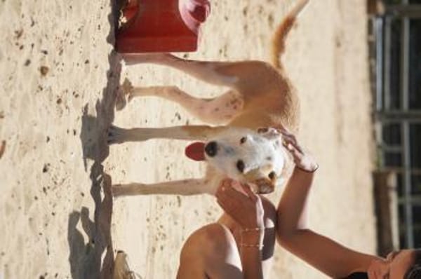 Lilo - Lebensfreude auf vier Pfoten