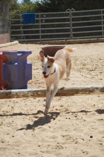 Lilo - Lebensfreude auf vier Pfoten