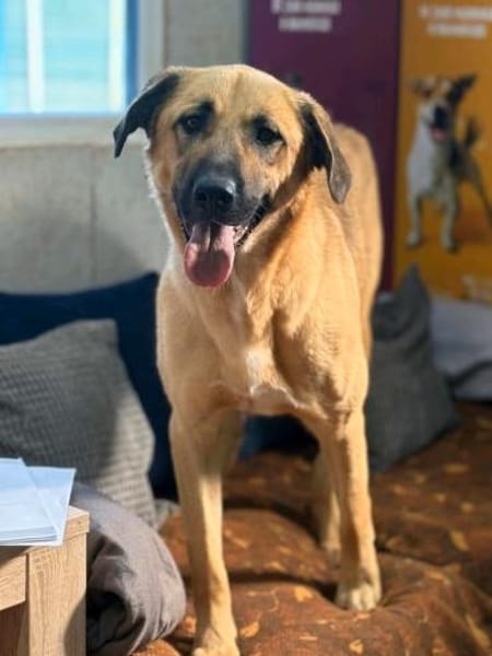 Krümel sucht sein Für-Immer-Zuhause!