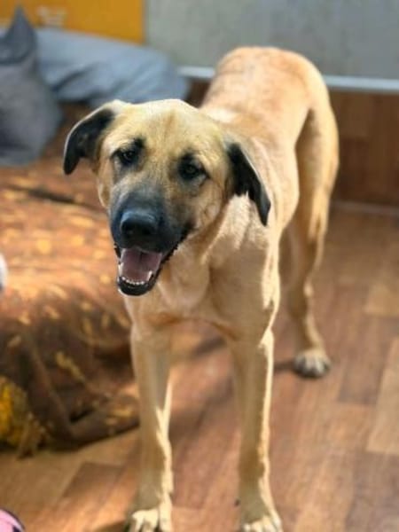 Krümel sucht sein Für-Immer-Zuhause!