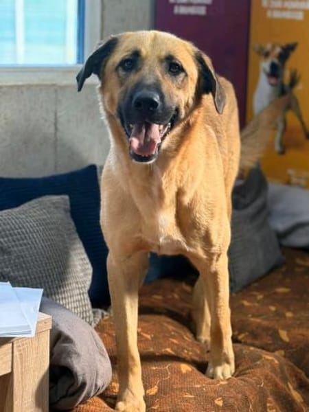 Krümel sucht sein Für-Immer-Zuhause!