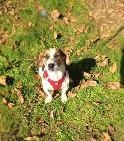 Kiro ein toller Beagle/Jack Russel Mix