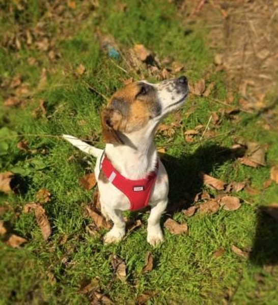 Kiro ein toller Beagle/Jack Russel Mix