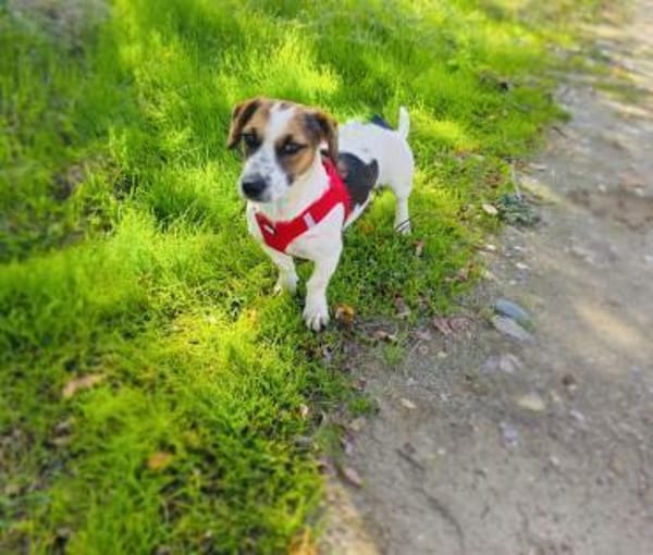 Kiro ein toller Beagle/Jack Russel Mix