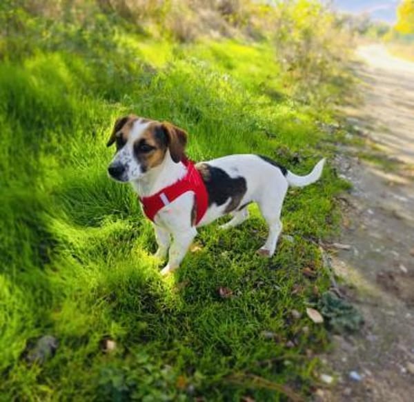 Kiro ein toller Beagle/Jack Russel Mix