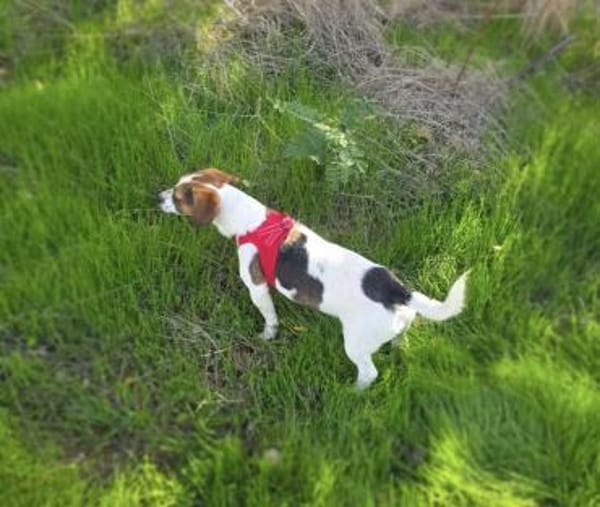 Kiro ein toller Beagle/Jack Russel Mix