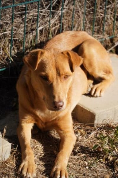 sanfte Hazel sucht ihre Familie