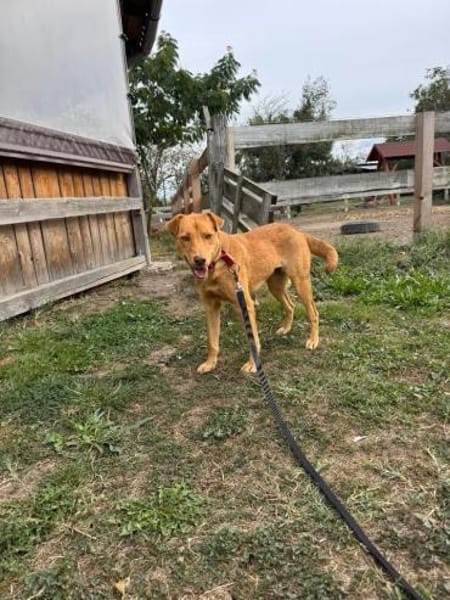 sanfte Hazel sucht ihre Familie