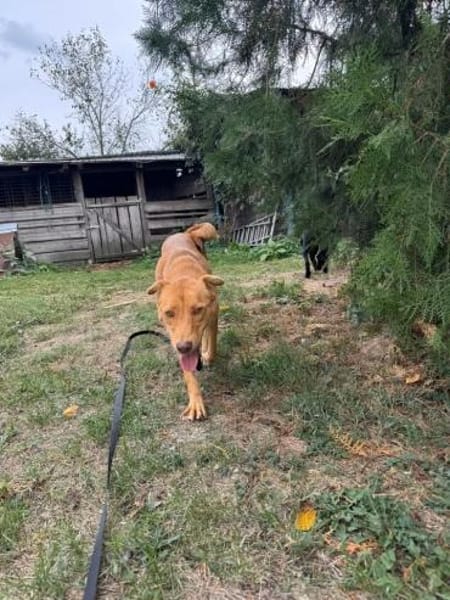 sanfte Hazel sucht ihre Familie