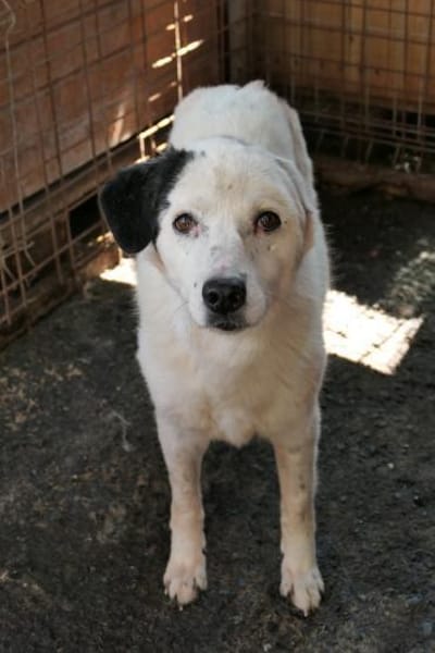 Carla sucht dringend Ihr Zuhause