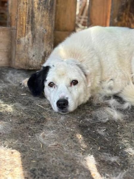 Carla sucht dringend Ihr Zuhause