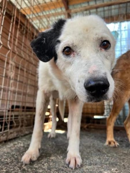 Carla sucht dringend Ihr Zuhause