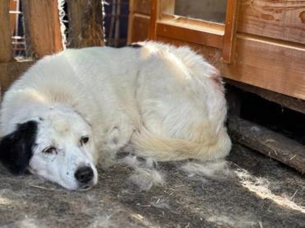 Carla sucht dringend Ihr Zuhause