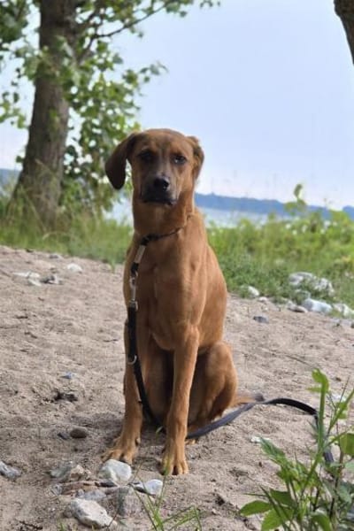 LASKOwartet in 25474 Bönningstedt!