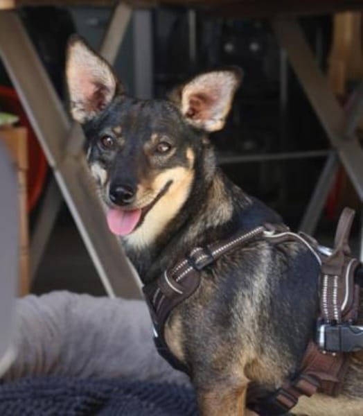 Kara fröhliche Hündin sucht ihr Zuhause