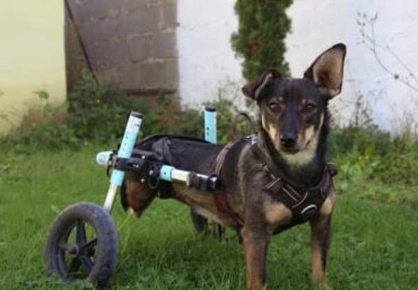 Kara fröhliche Hündin sucht ihr Zuhause