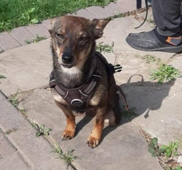 Kara fröhliche Hündin sucht ihr Zuhause