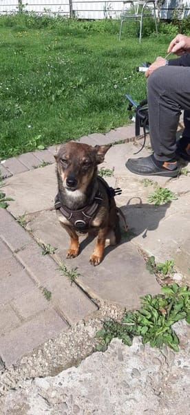 Kara fröhliche Hündin sucht ihr Zuhause