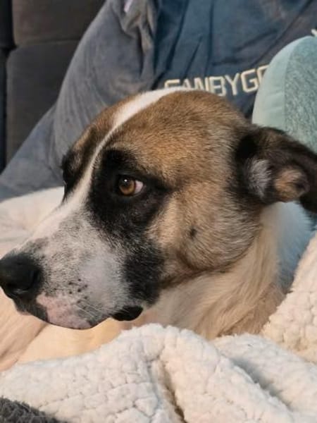 Milo  Schmusebär mit sanfter Seele