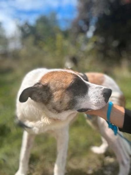 Milo  Schmusebär mit sanfter Seele