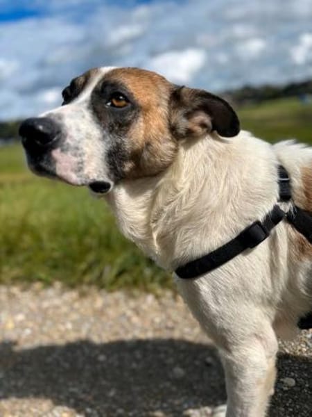 Milo  Schmusebär mit sanfter Seele