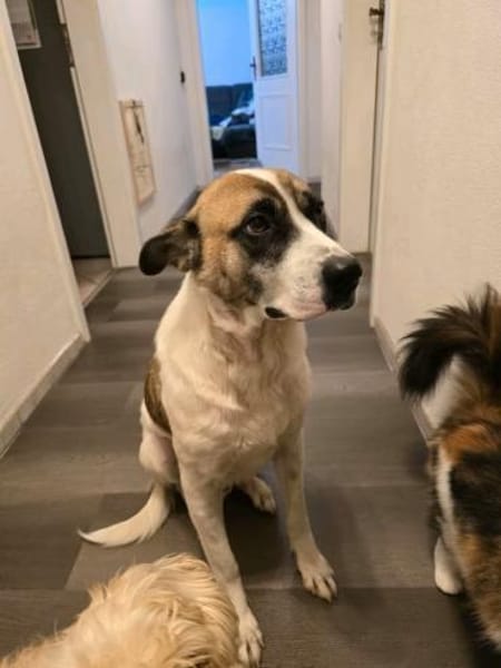 Milo  Schmusebär mit sanfter Seele