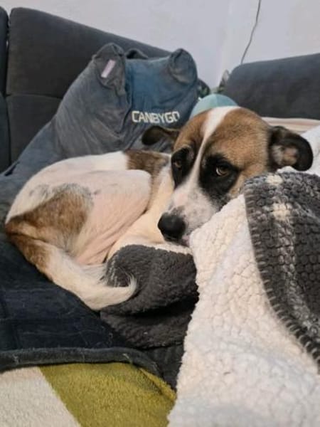 Milo  Schmusebär mit sanfter Seele