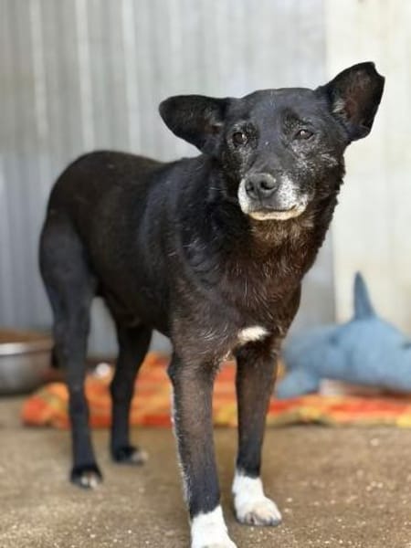 Boris  kleiner Gentleman mit großem Her