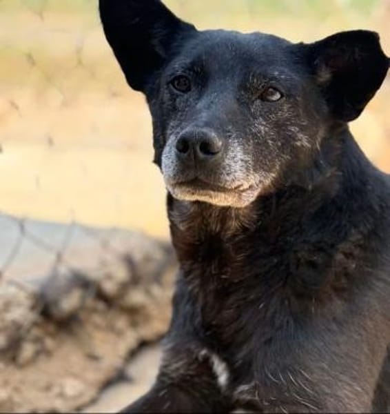 Boris  kleiner Gentleman mit großem Her