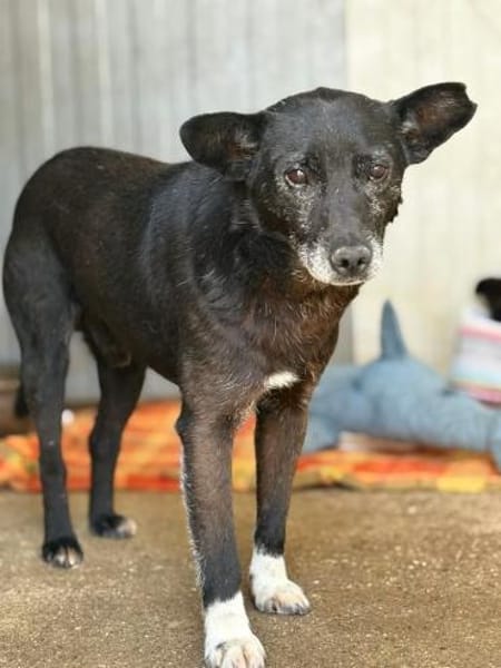 Boris  kleiner Gentleman mit großem Her