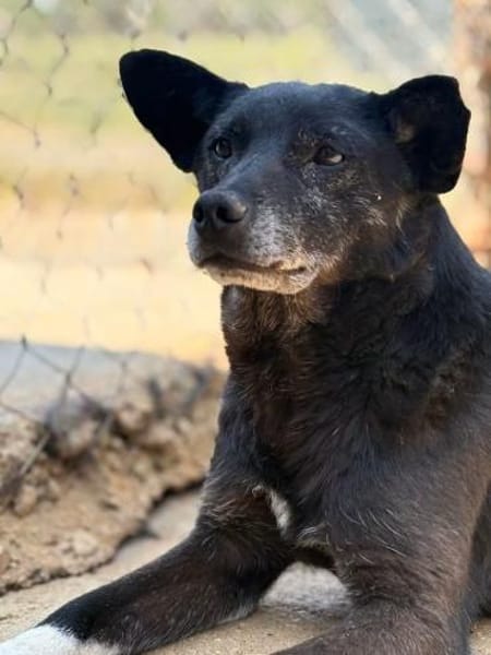 Boris  kleiner Gentleman mit großem Her