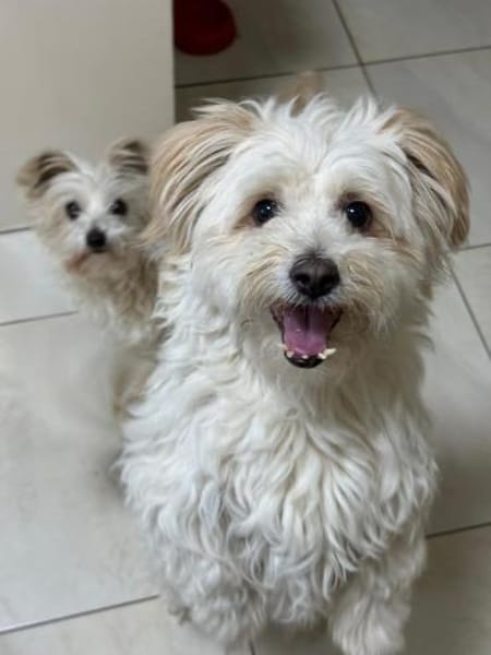 Kara sucht ein Zuhause