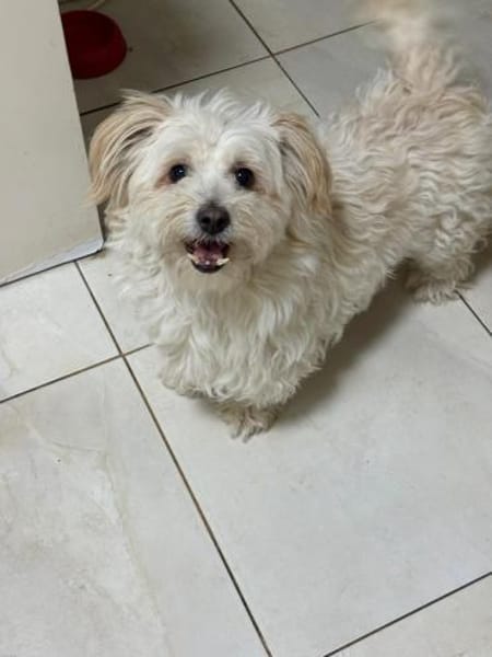 Kara sucht ein Zuhause