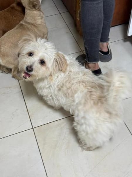 Kara sucht ein Zuhause