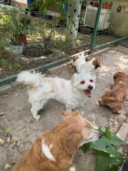 Kara sucht ein Zuhause