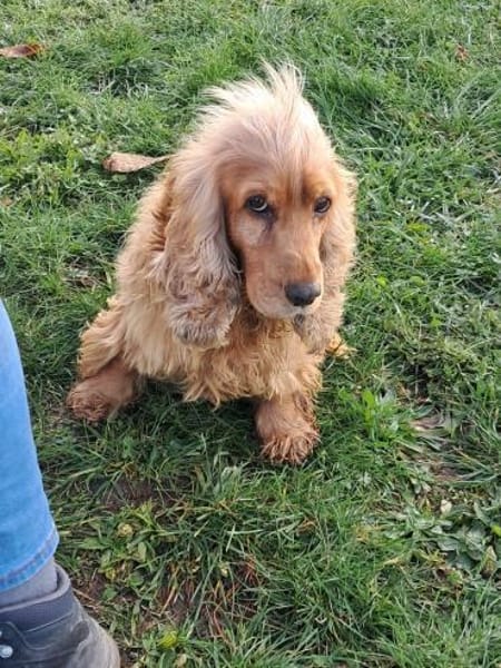 Borka, hübsche Cocker Spaniel Dame