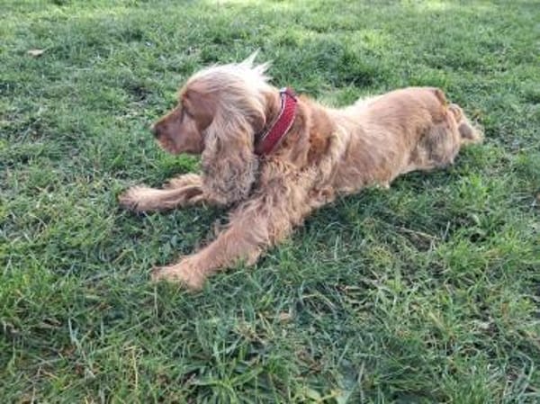 Borka, hübsche Cocker Spaniel Dame