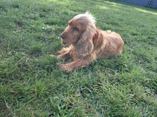 Borka, hübsche Cocker Spaniel Dame