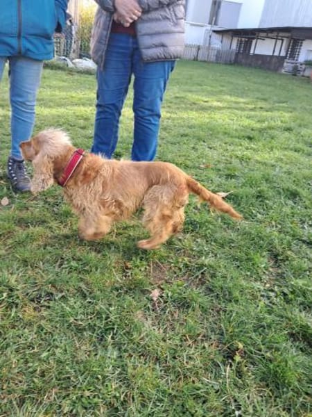 Borka, hübsche Cocker Spaniel Dame