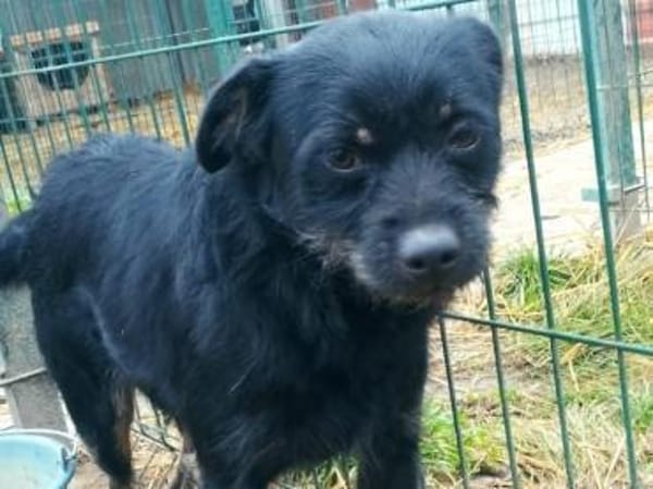 Liebenswerter Mack hofft auf euch