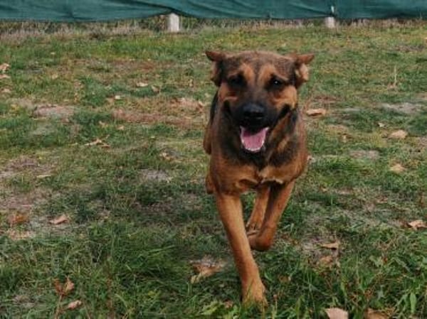 Liebenswerte Bambi sucht Euch