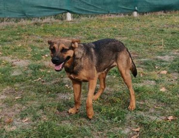 Liebenswerte Bambi sucht Euch