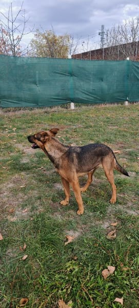 Liebenswerte Bambi sucht Euch