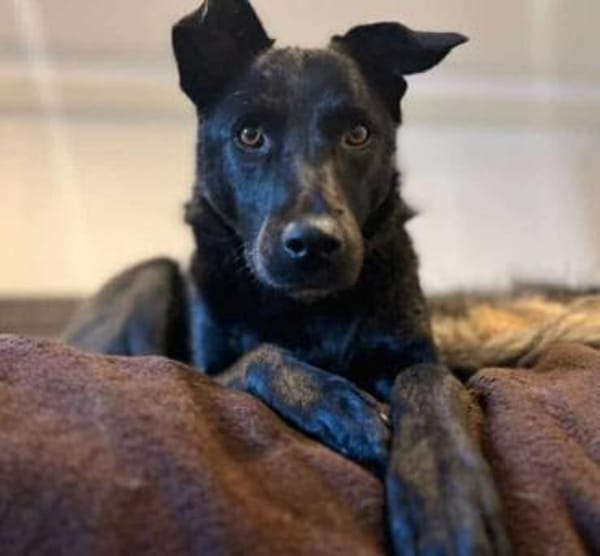 LUNA -auf der Suche nach Geborgenheit!