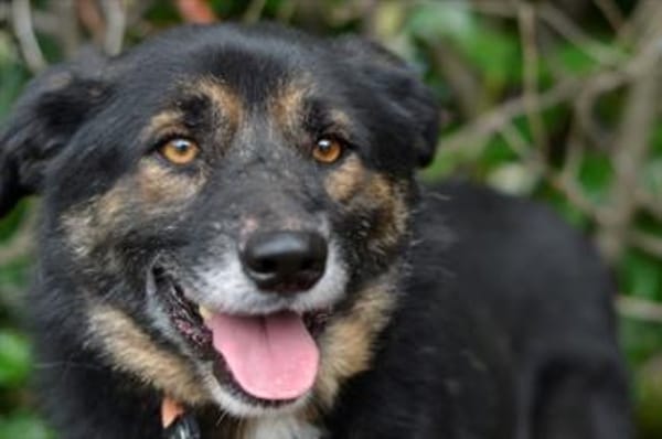 Gustav ist ein superlieber Mischling