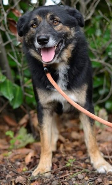 Gustav ist ein superlieber Mischling