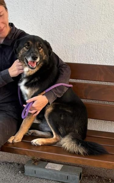 Gustav ist ein superlieber Mischling