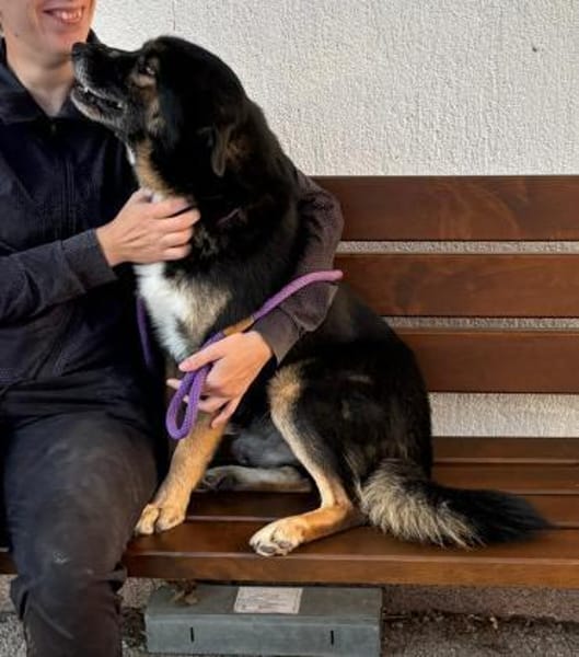 Gustav ist ein superlieber Mischling