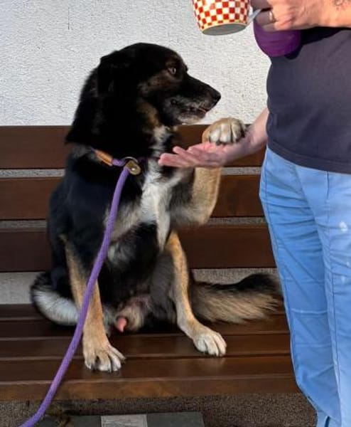 Gustav ist ein superlieber Mischling